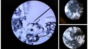 26 Sniegas vaizdas per mikroskopa